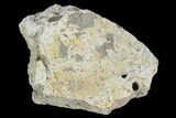 Fossil Triceratops Frill Section - North Dakota #117432-1